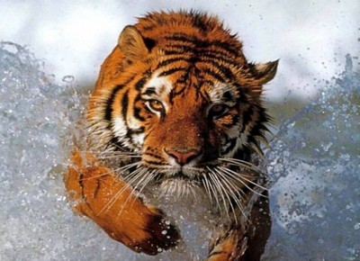 Animaux tiger in water400x290